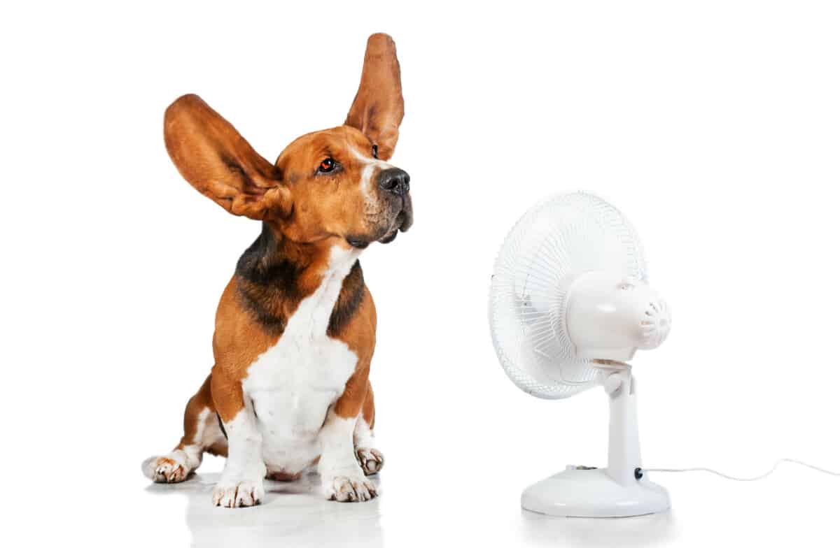 A dog sat in front of a cooling fan with its ears being blown up by the fan