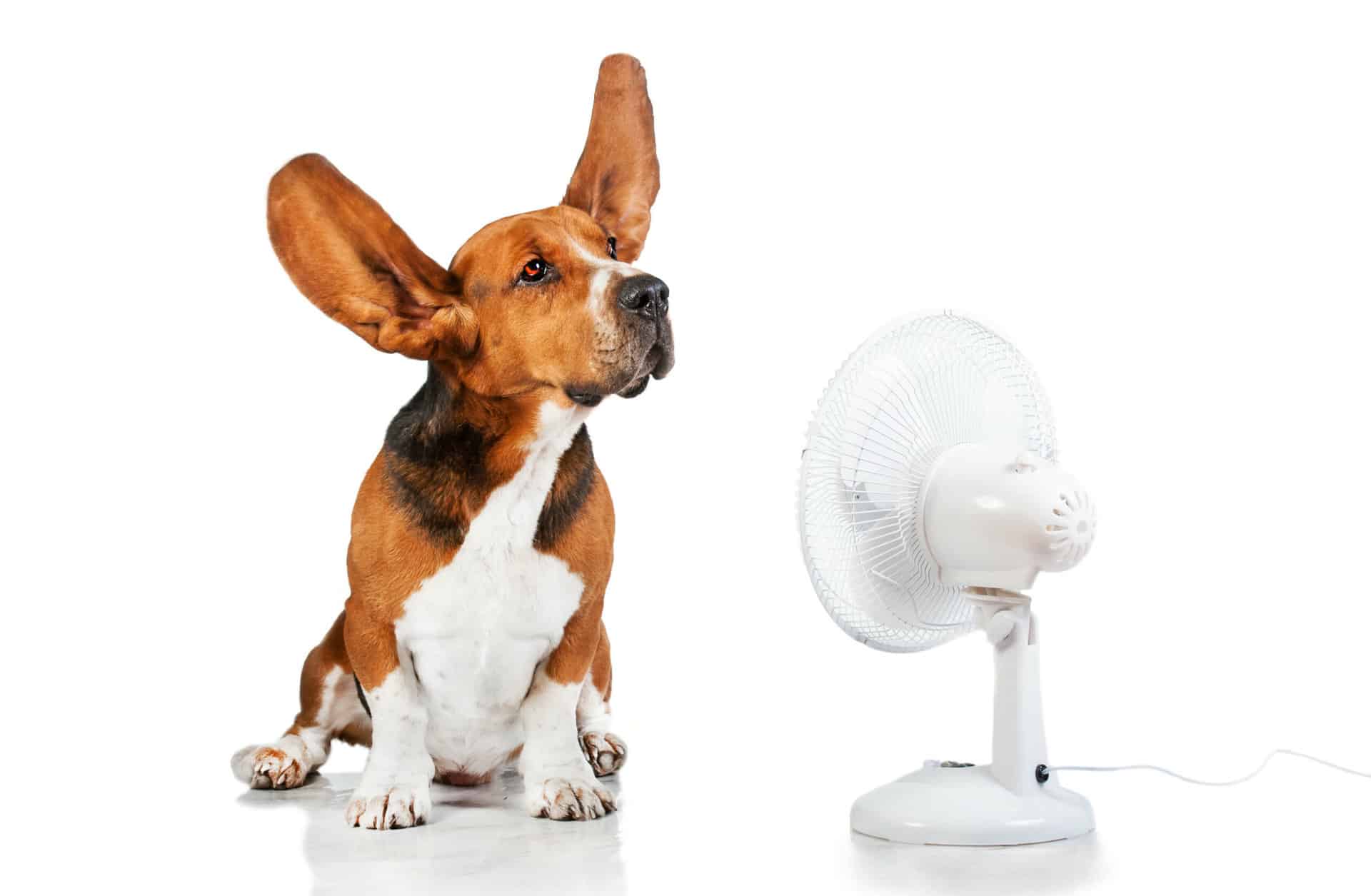A dog sat in front of a cooling fan with its ears being blown up by the fan