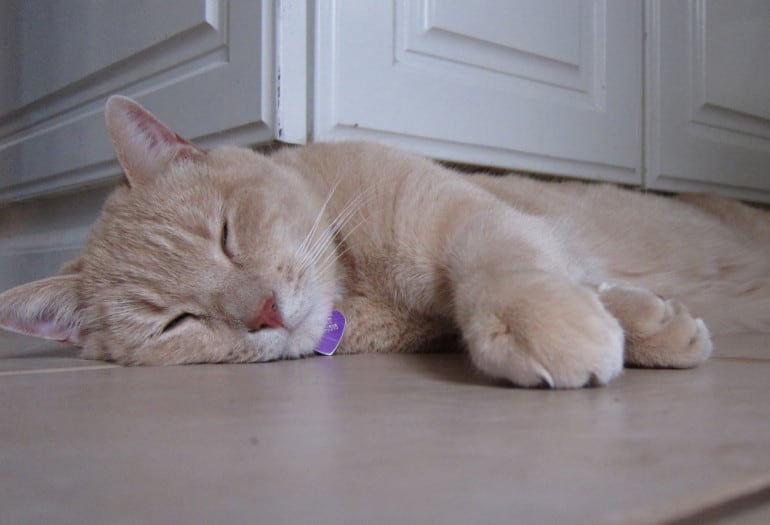 Cat lying on the kitchen floor enjoying the warmth of underfloor heating