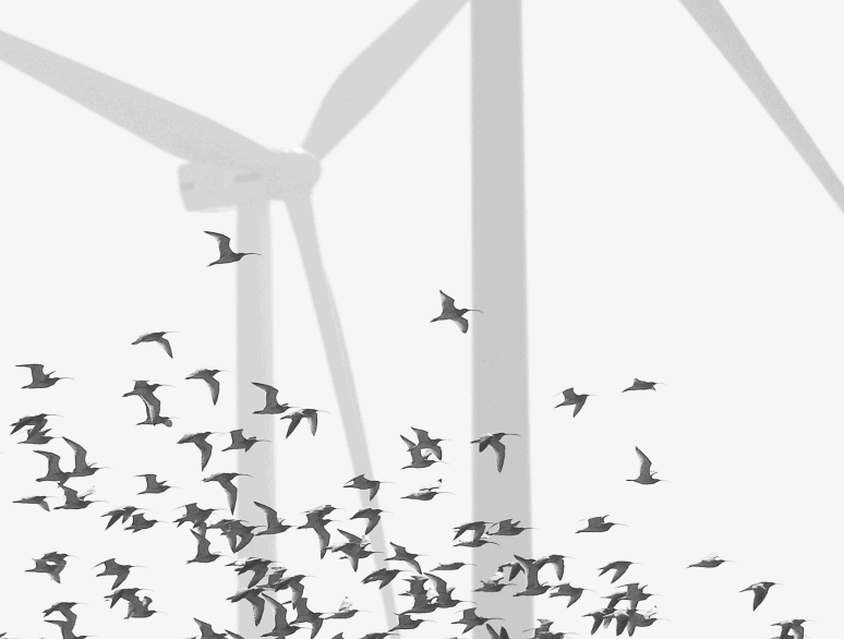A flock of birds flying in front of wind turbines