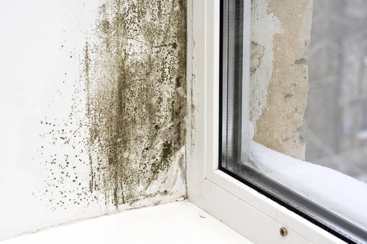 Spores of black mould on a wall made damp by condensation