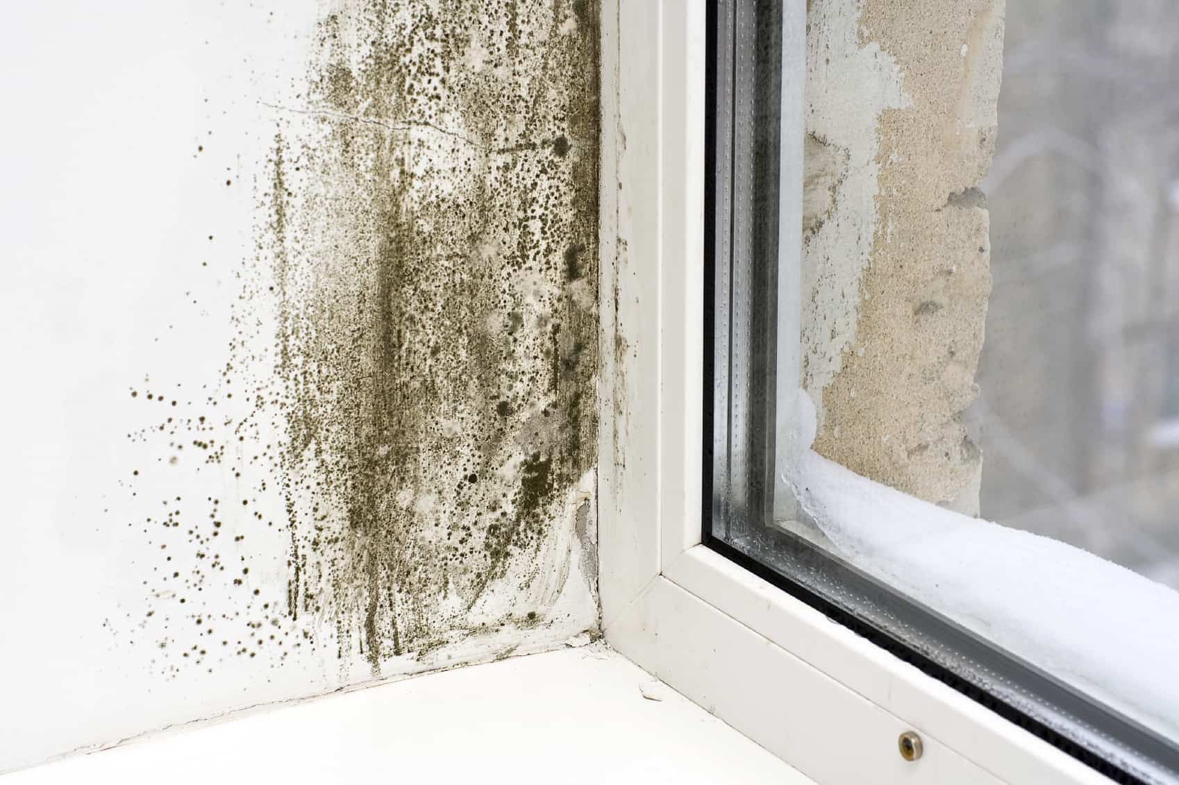 Spores of black mould on a wall made damp by condensation