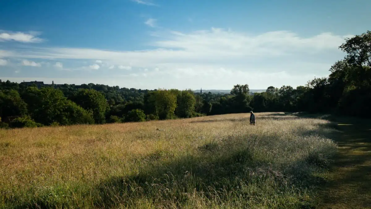 A sunny field in Winchester