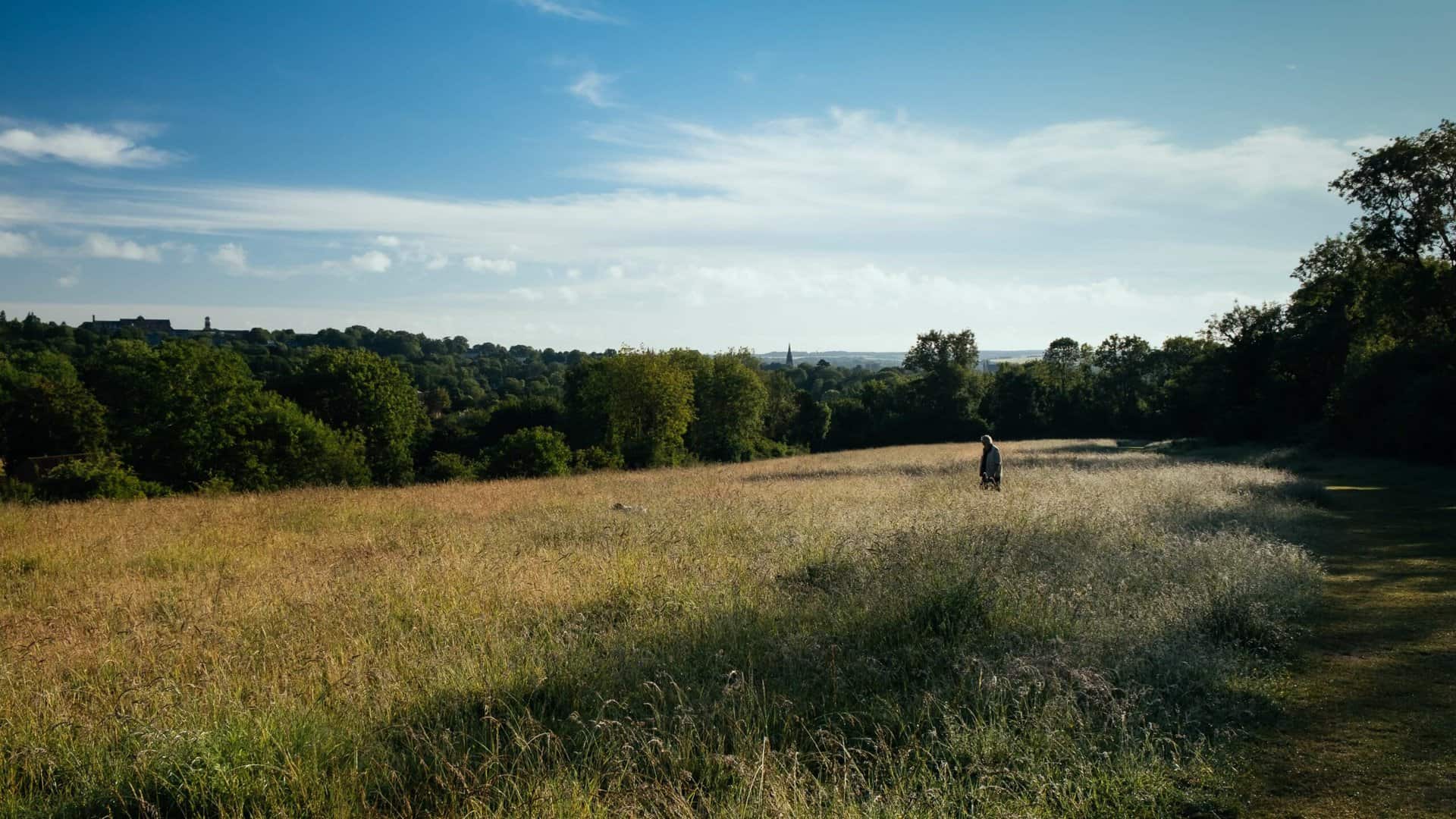 A sunny field in Winchester
