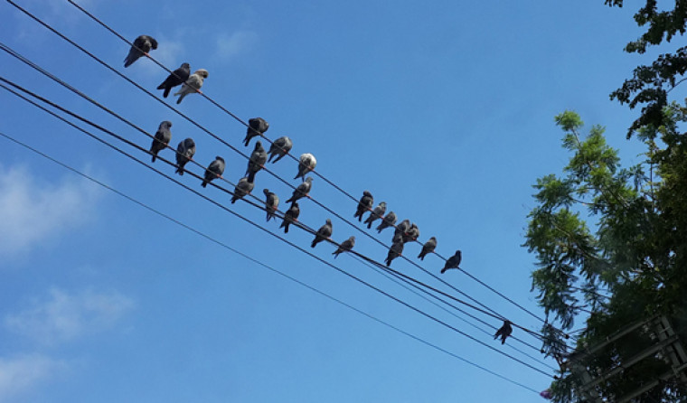 Birds sitting on electricity cables.