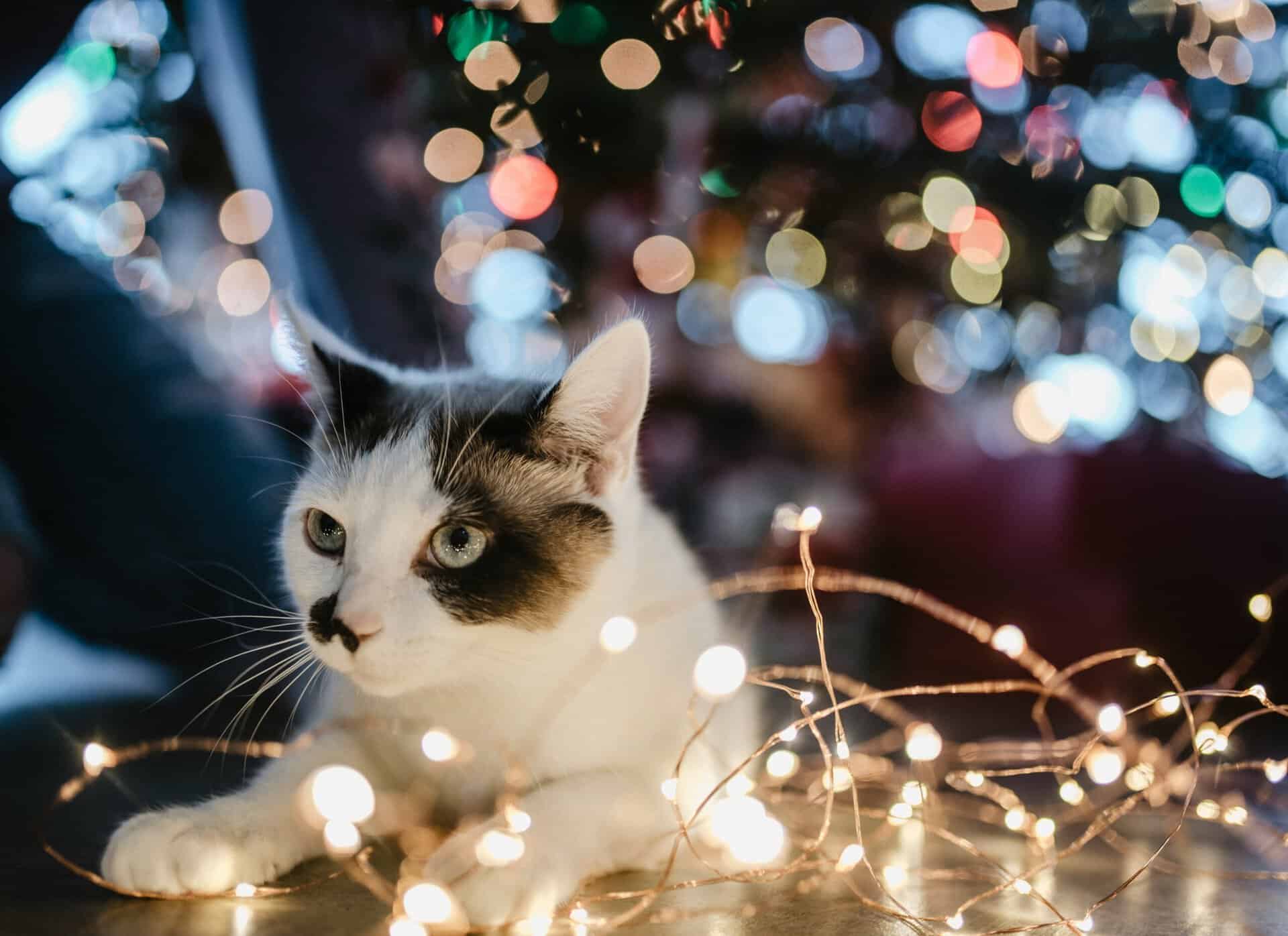 A cat surrounded by fairy lights in front of a christmas tree.