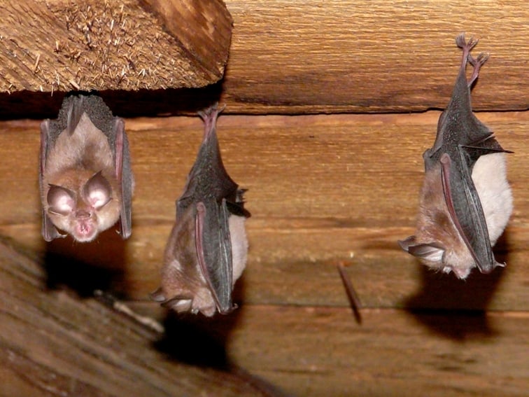Close-up of three lesser horseshoe bats hanging in a loft. Photo by John Black and Bat Conservation Trust.