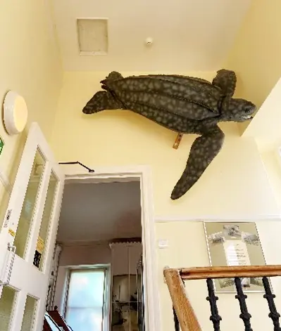 A large model of a leatherback turtle fixed above a door frame on a wall, below a loft hatch.