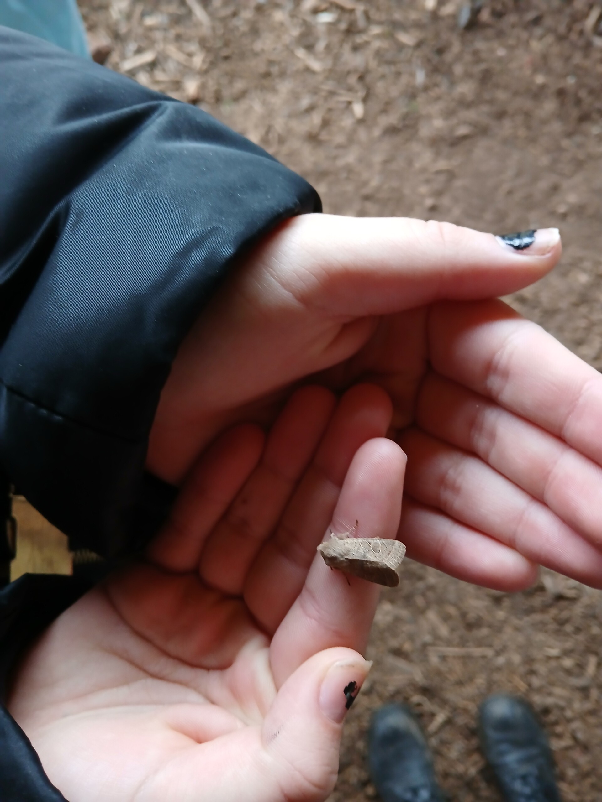 Two hands holding a moth.